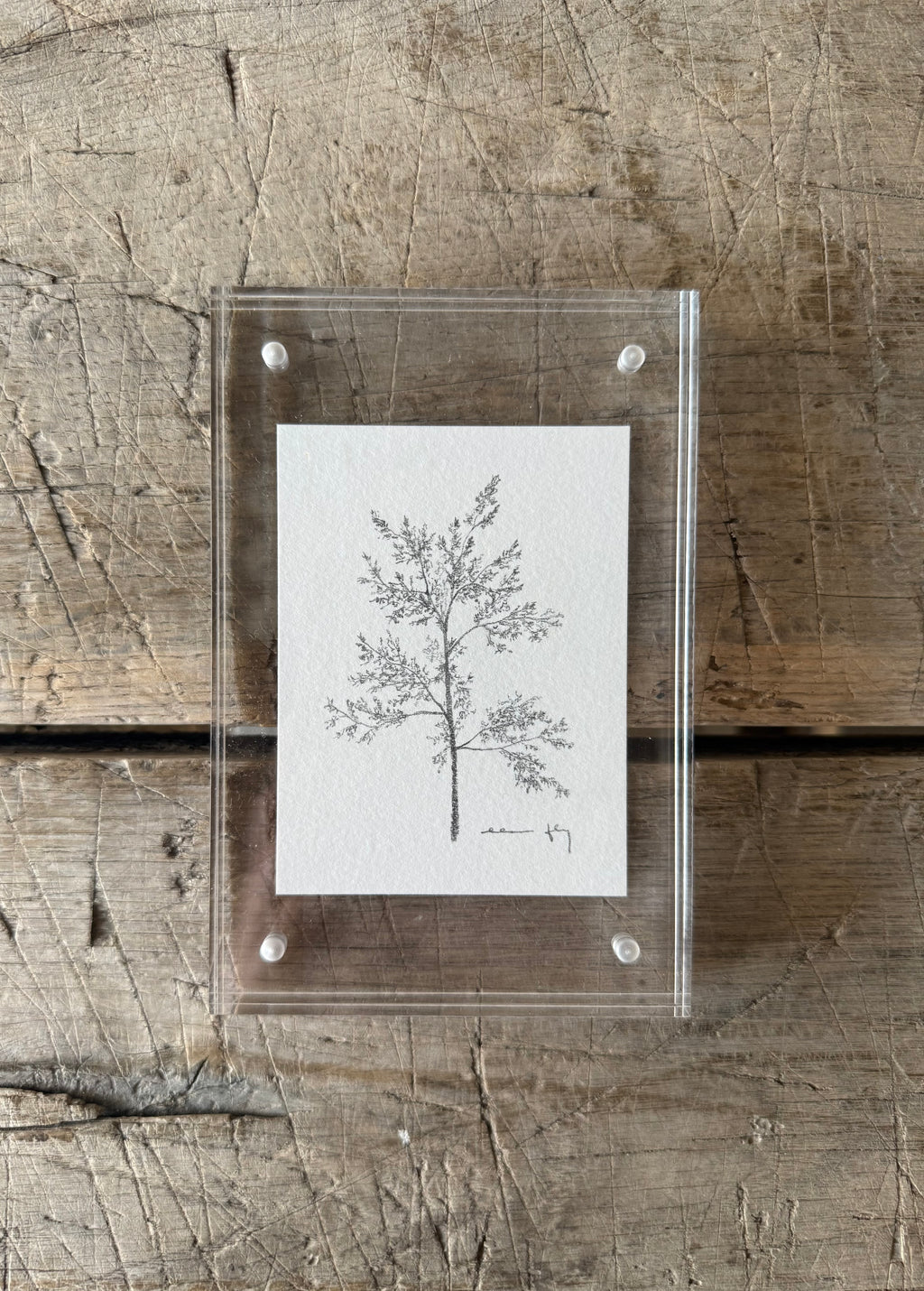 Tree Study in Acrylic Frame, 4” x 6”