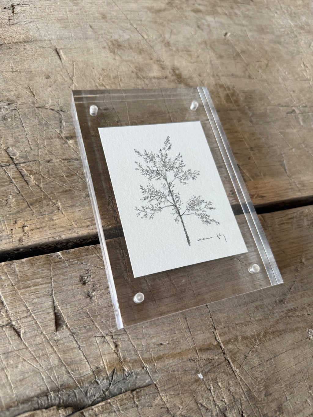 Tree Study in Acrylic Frame, 4” x 6”