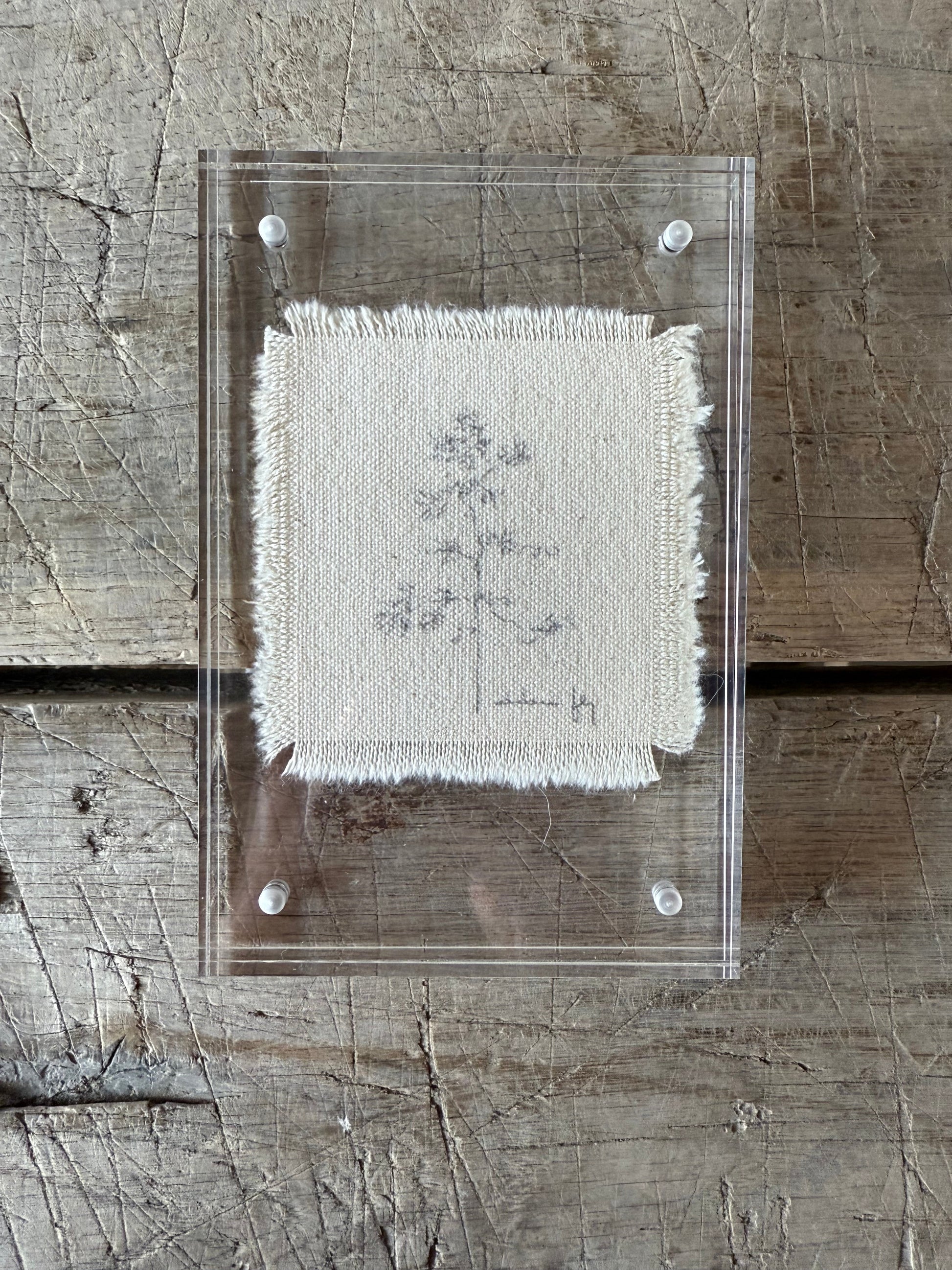 Framed Tree Study on Raw Canvas